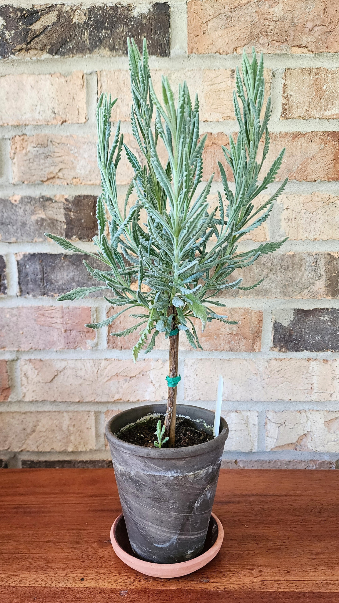 Live Goodwin Creek Lavender Topiary Plants