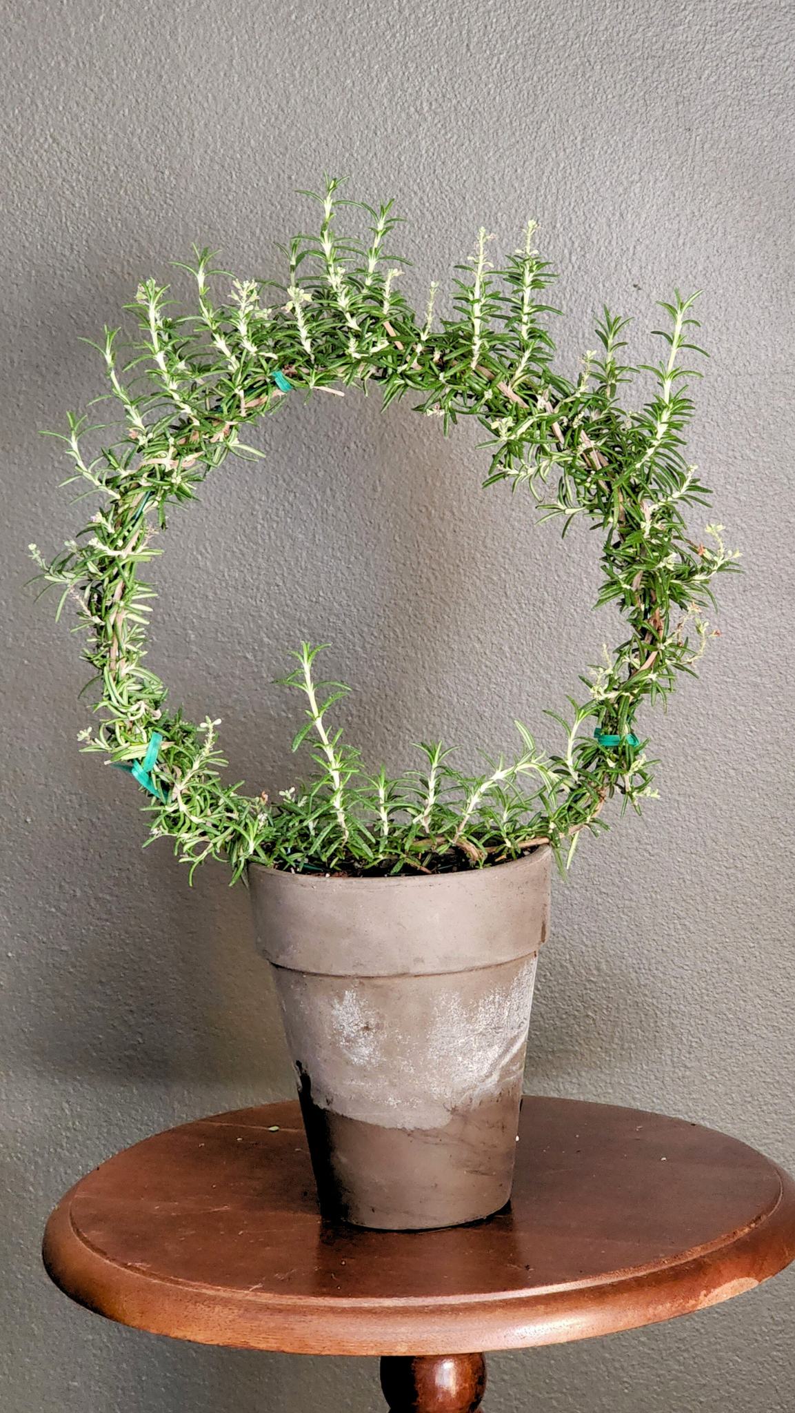 Live Plant Rosemary Topiary Ring | Large Rosemary Ring Topiary