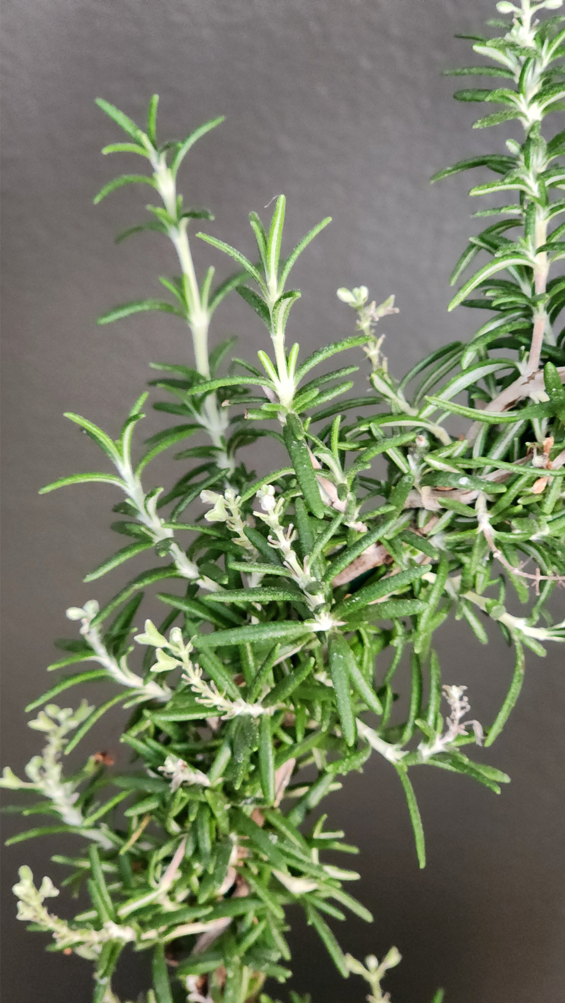 Live Plant Rosemary Topiary Ring | Large Rosemary Ring Topiary
