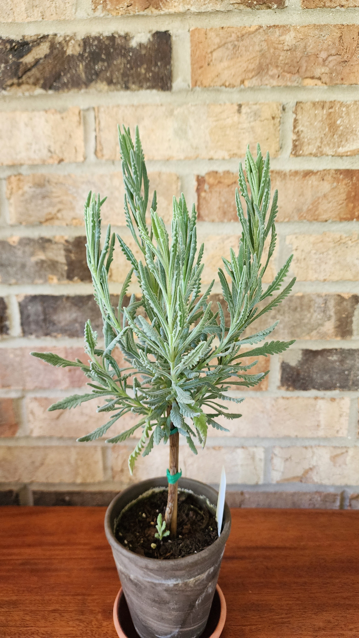 Live Goodwin Creek Lavender Topiary Plants