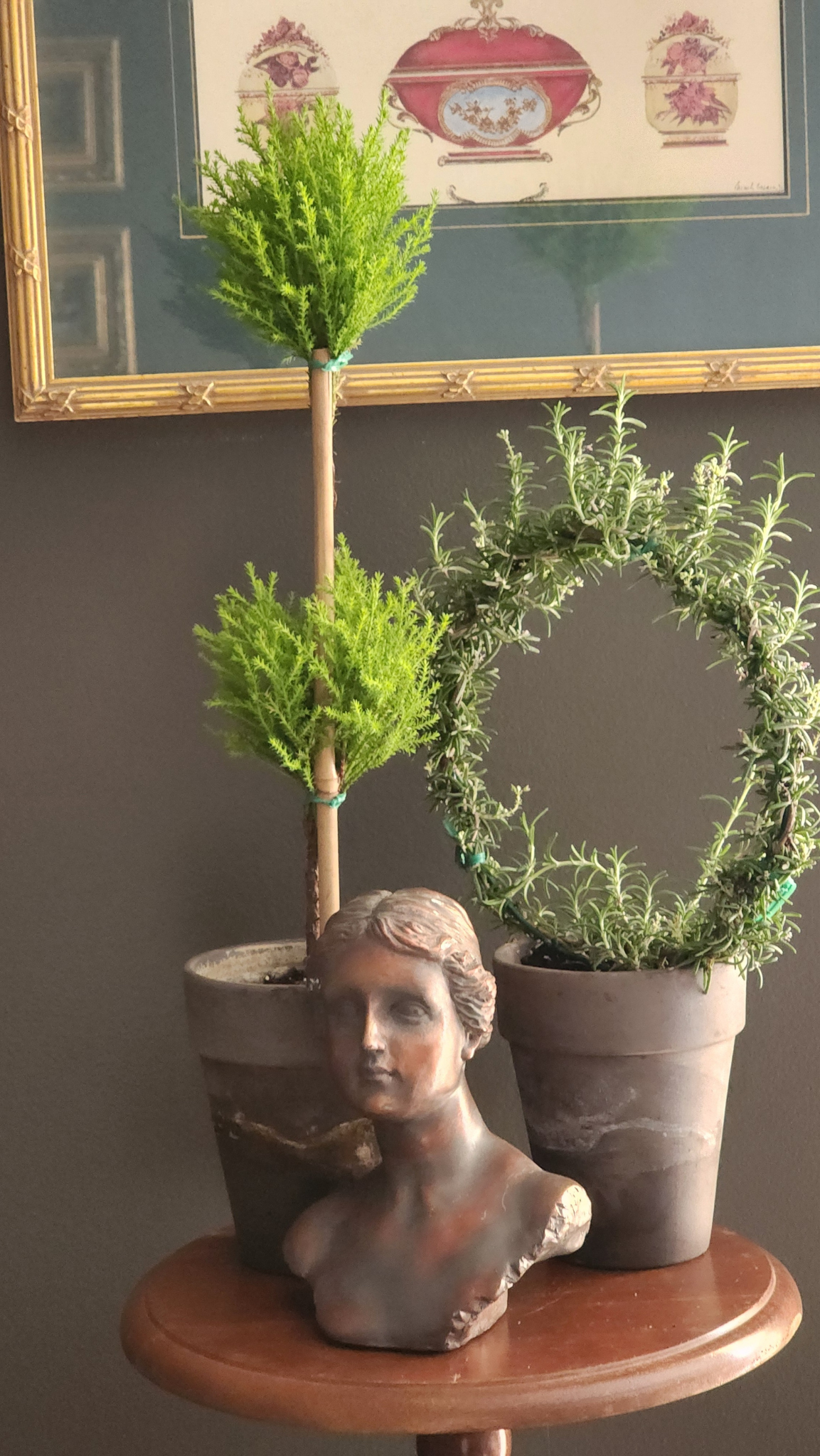 Live Plant Rosemary Topiary Ring | Large Rosemary Ring Topiary