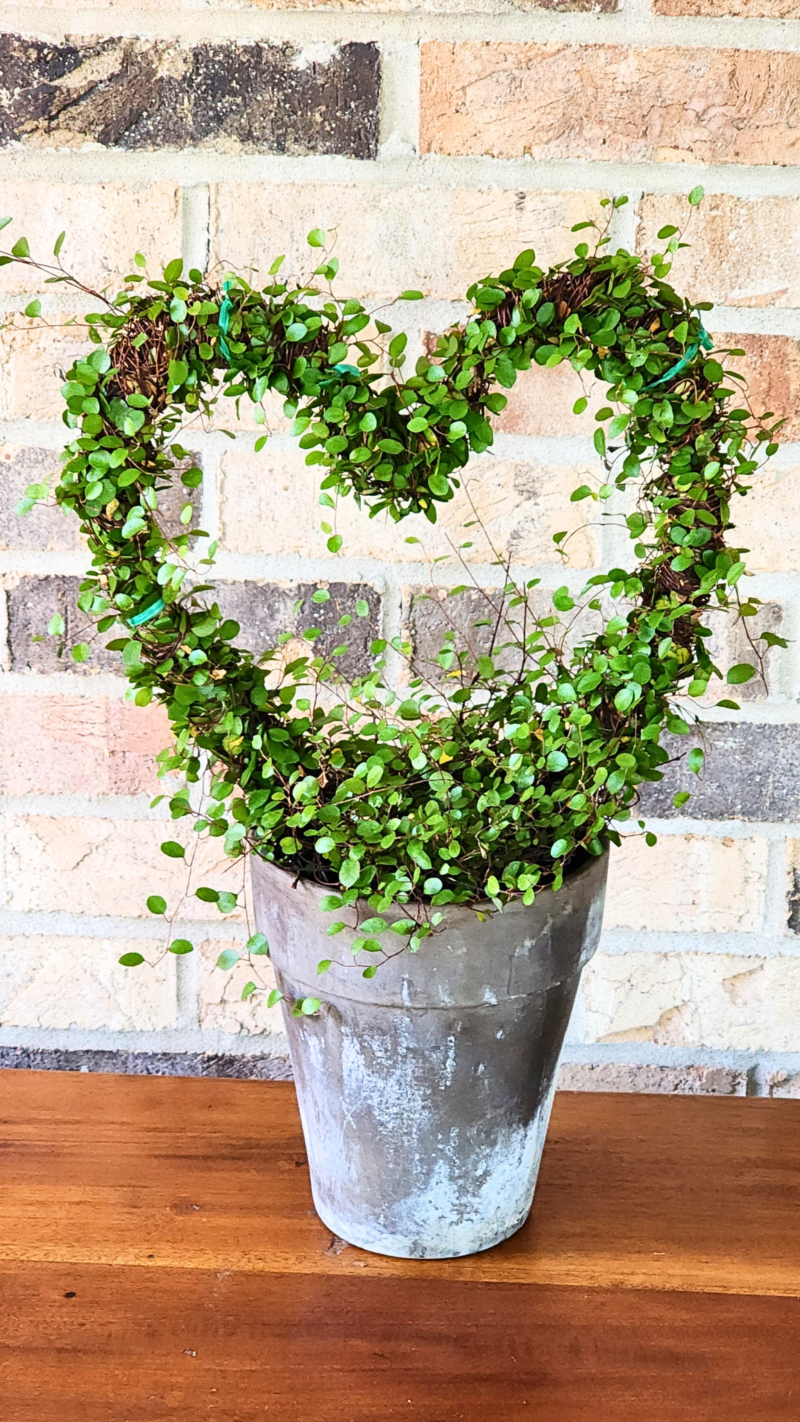 Heart Topiary live angel vine plant- Large Topiary