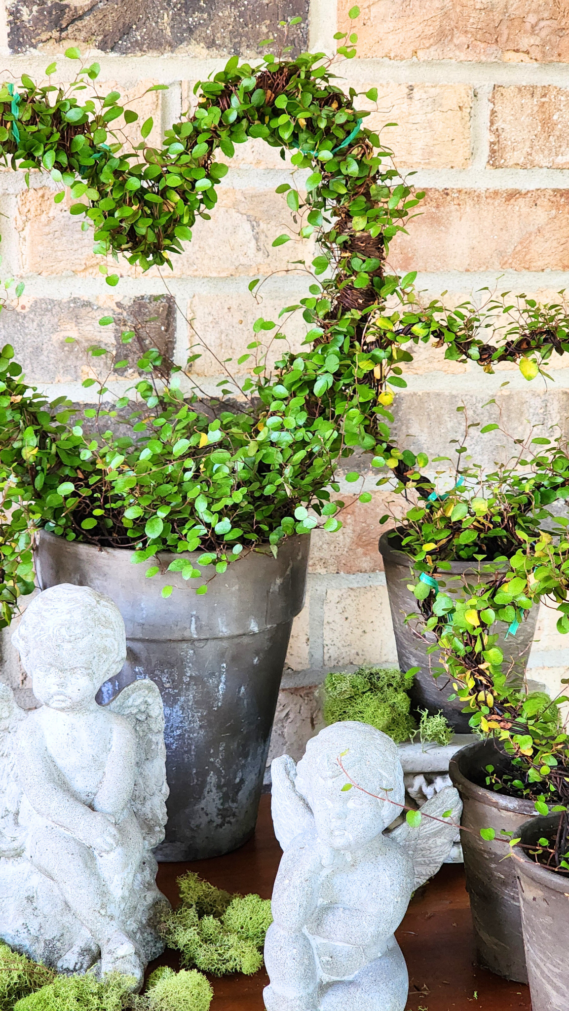 Heart Topiary live angel vine plant- Large Topiary