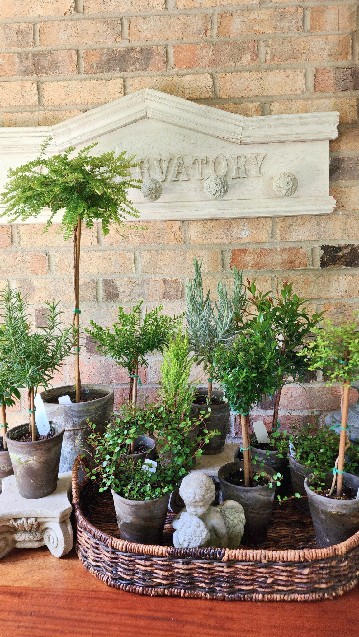 Live Goodwin Creek Lavender Topiary Plants