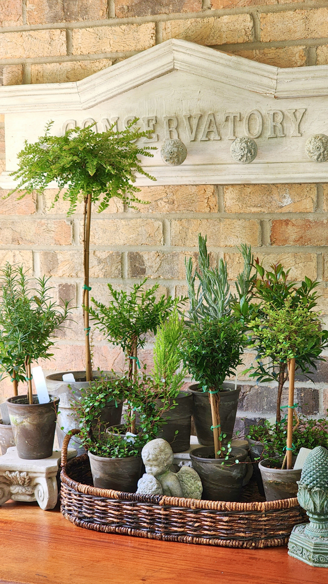 Live Goodwin Creek Lavender Topiary Plants