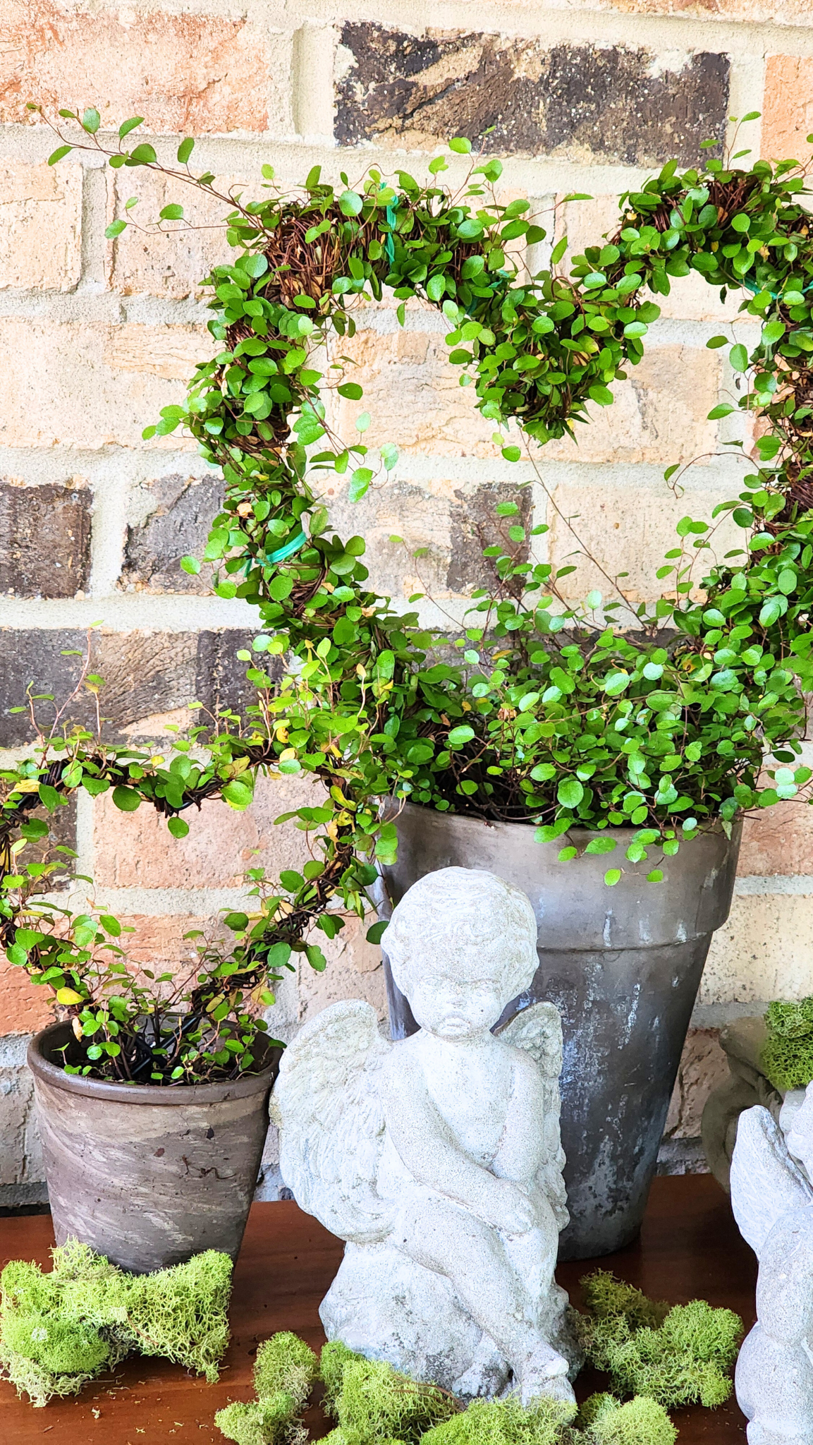Topiary Heart Shape Angel Vine Live Plants