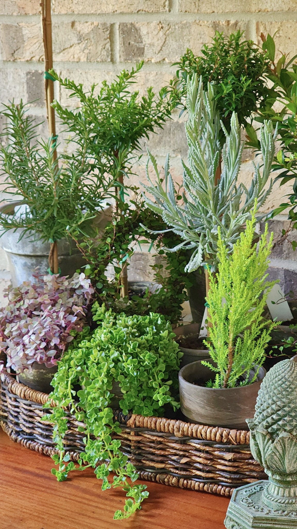Rosemary Topiary Plant