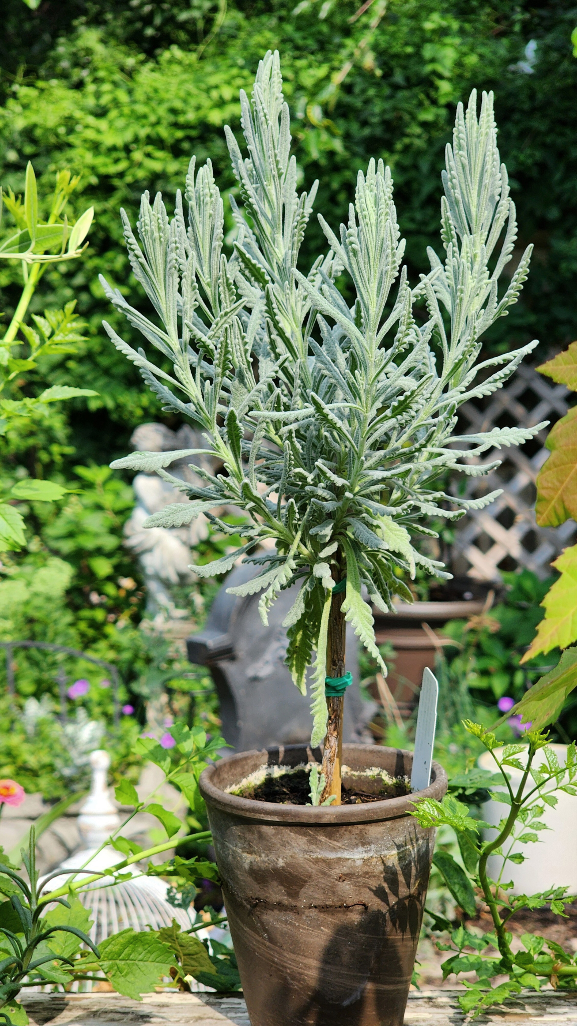 Live Goodwin Creek Lavender Topiary Plants
