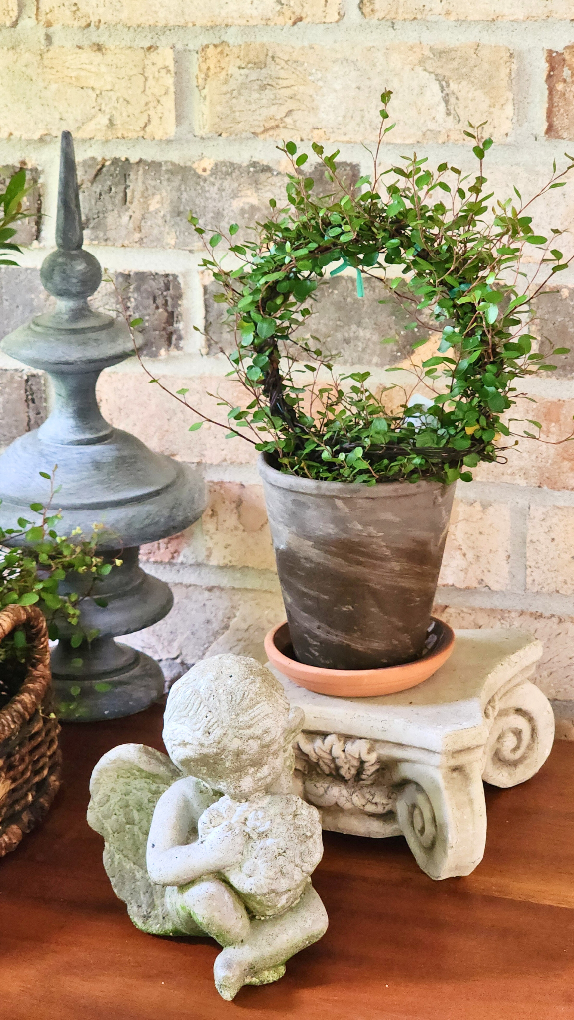 Angel Vine Topiary Muehlenbeckia Ring Topiary