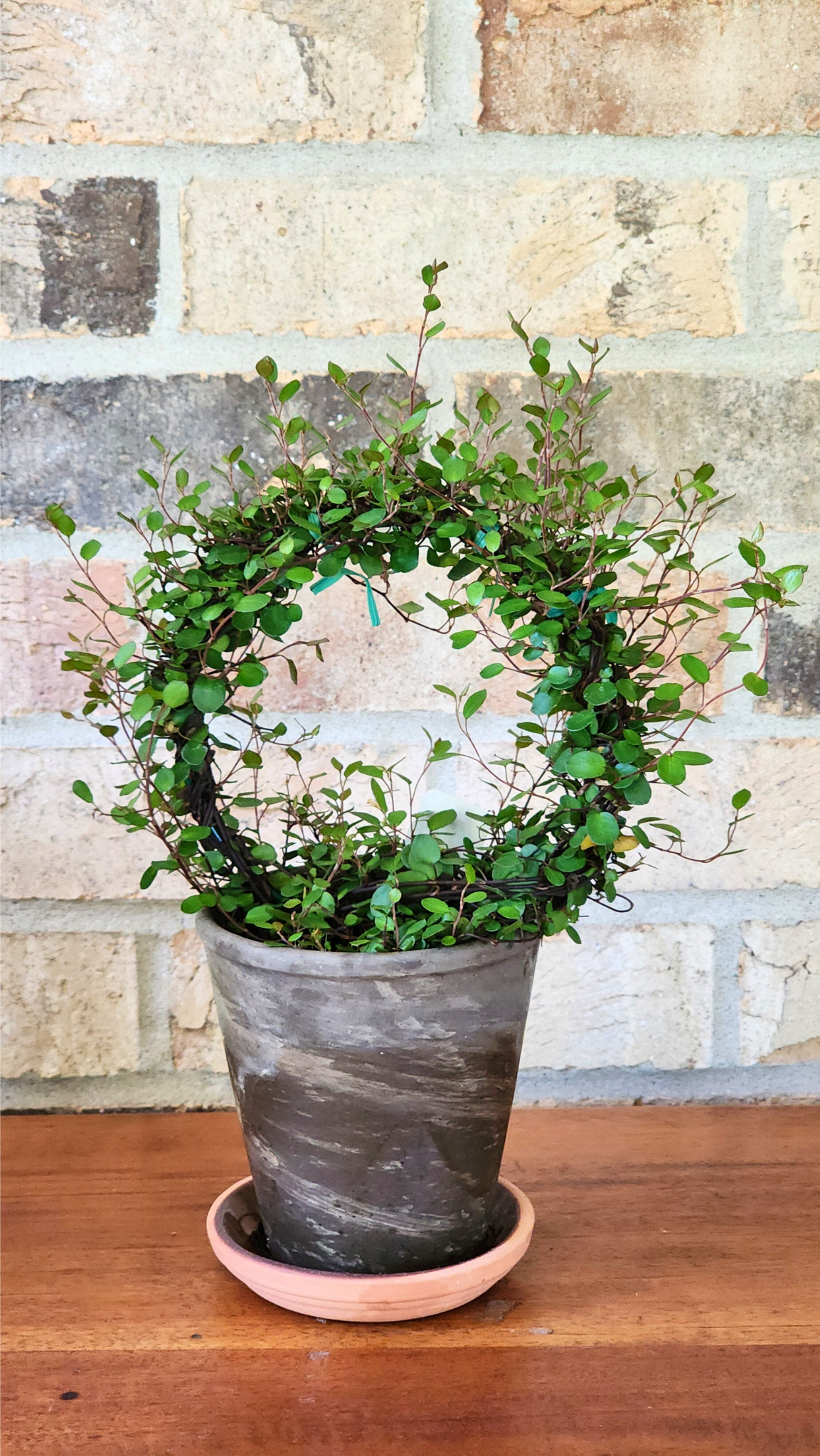 Angel Vine Topiary Muehlenbeckia Ring Topiary