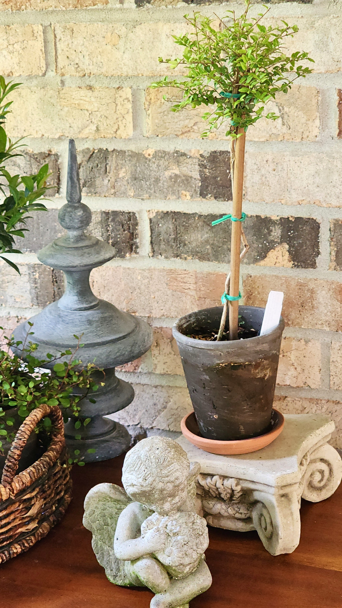 Boxwood Honeysuckle Live Topiary Plant