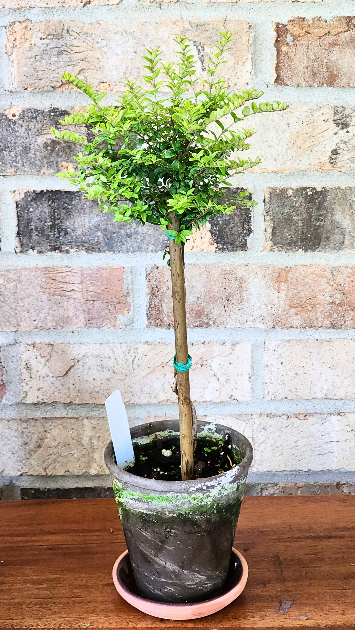 Boxwood Honeysuckle Live Topiary Plant