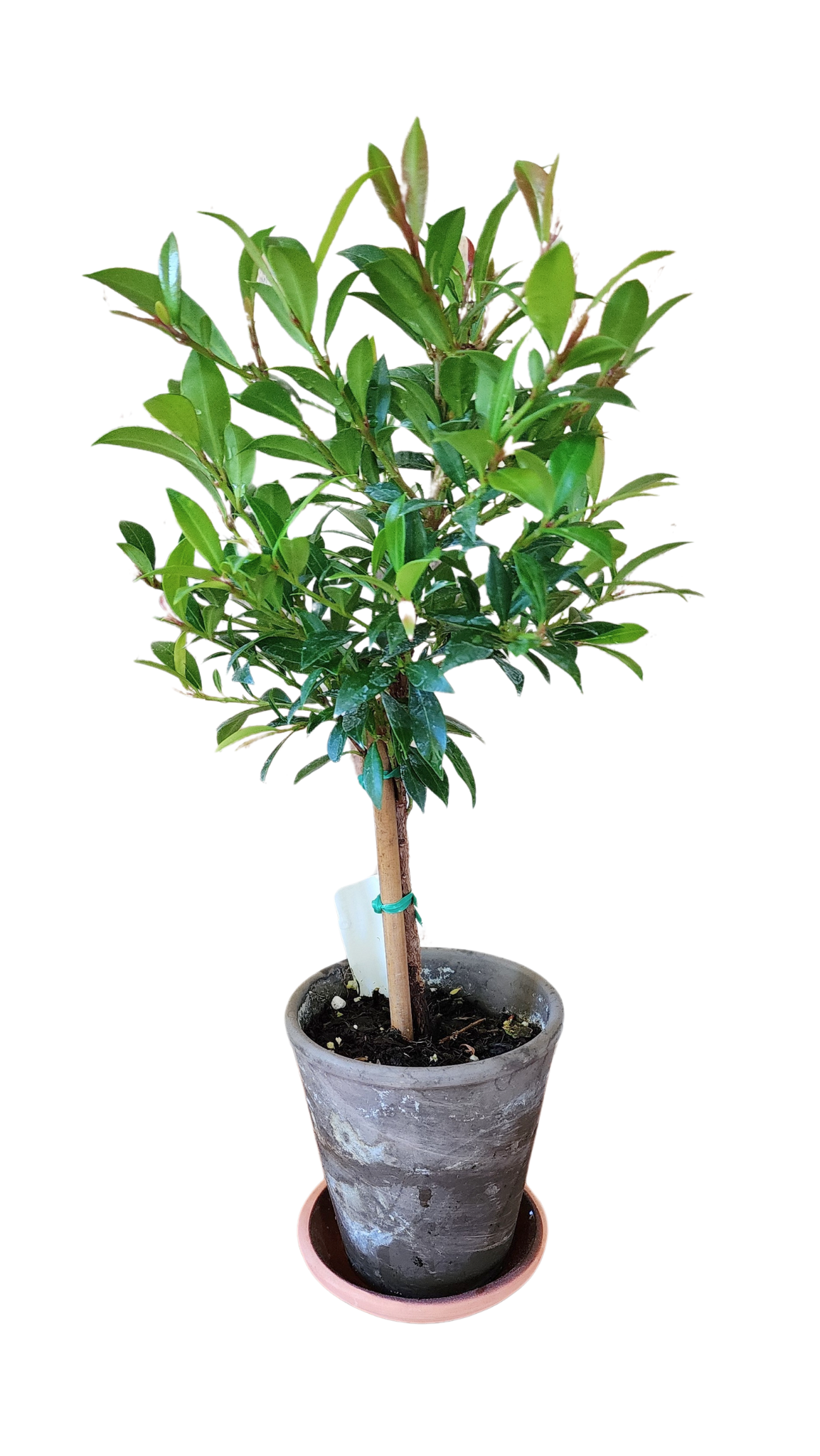 Eugenia Topiary Live Plant