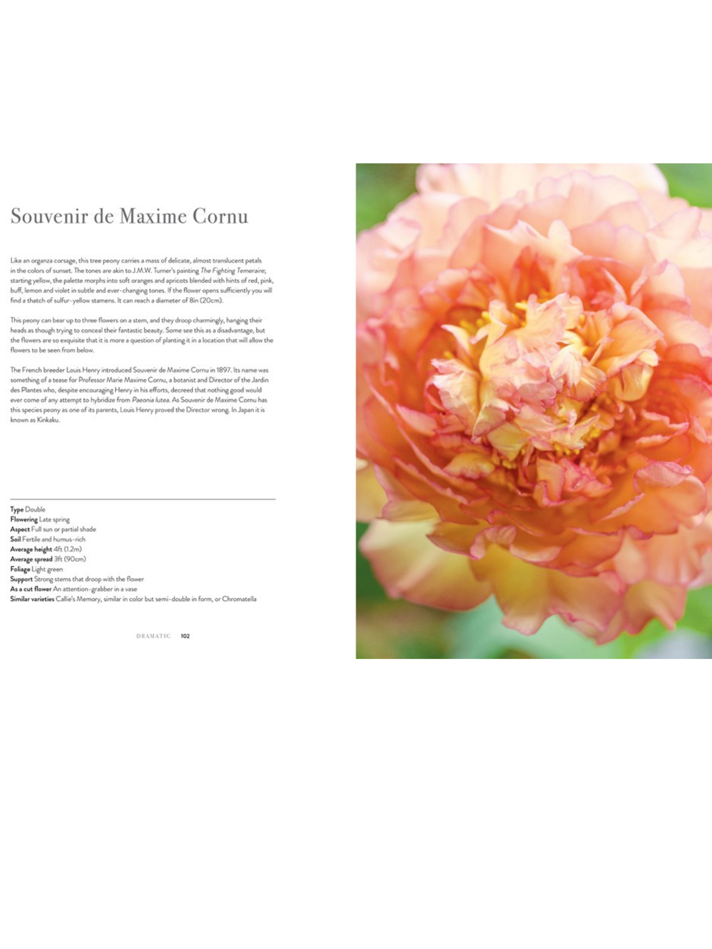 Peonies: Beautiful Varieties For Home & Garden