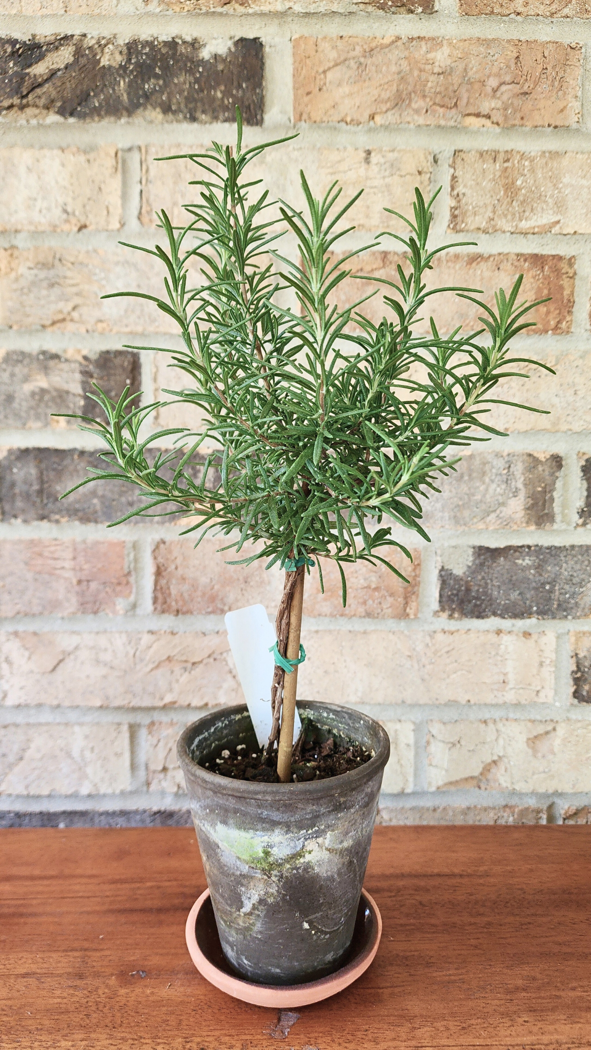 Rosemary Topiary Plant