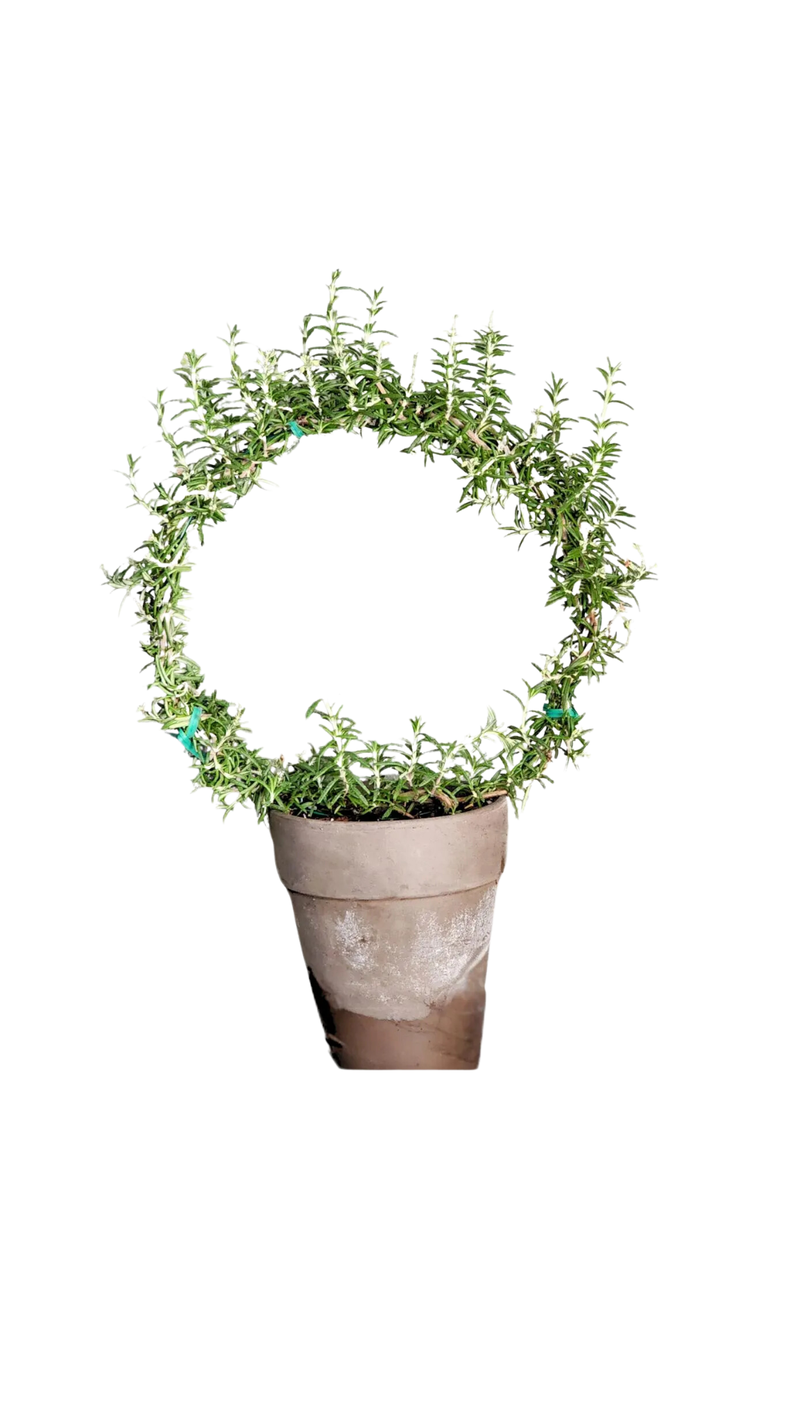 Live Plant Rosemary Topiary Ring | Large Rosemary Ring Topiary