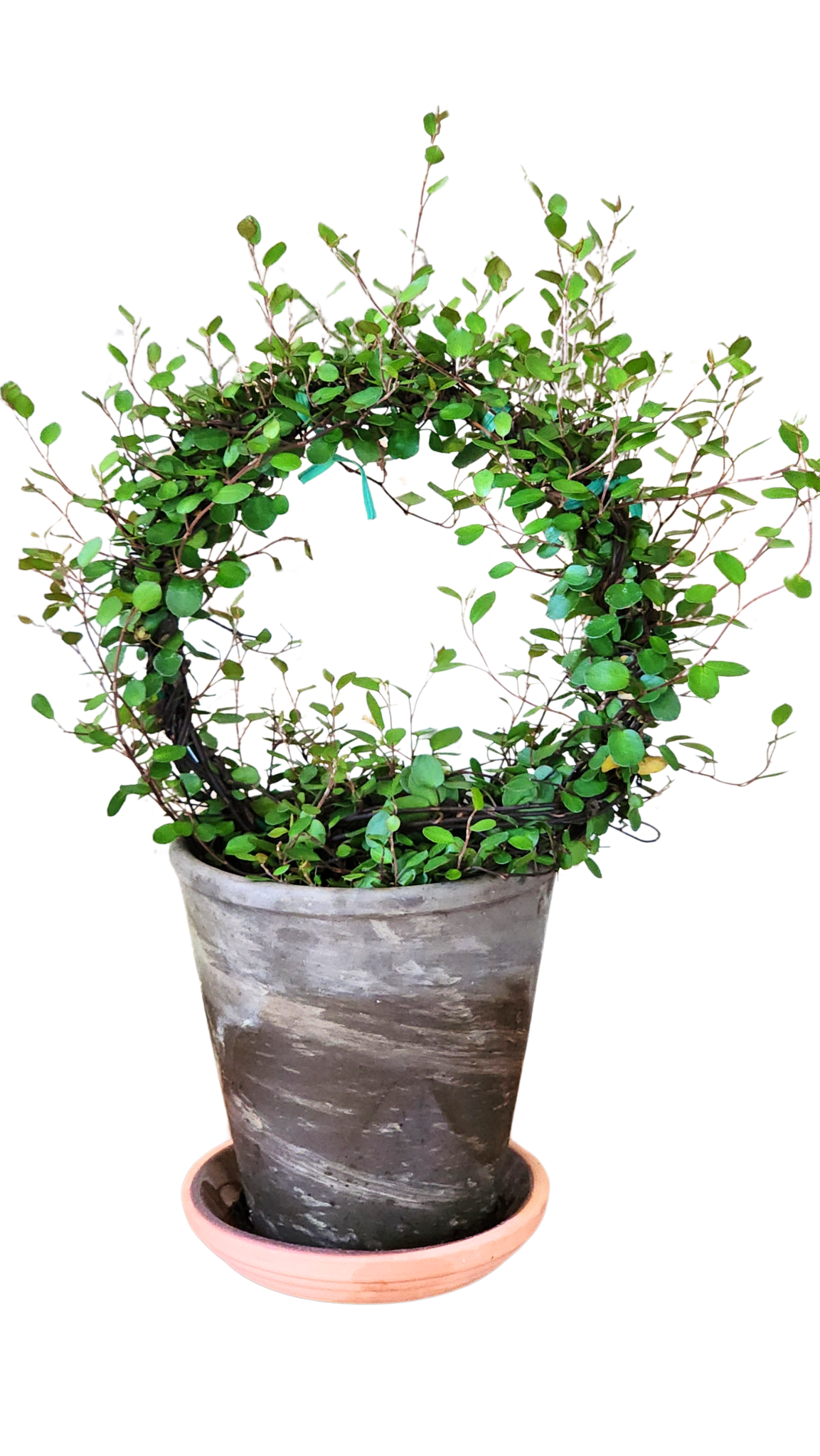 Angel Vine Topiary Muehlenbeckia Ring Topiary