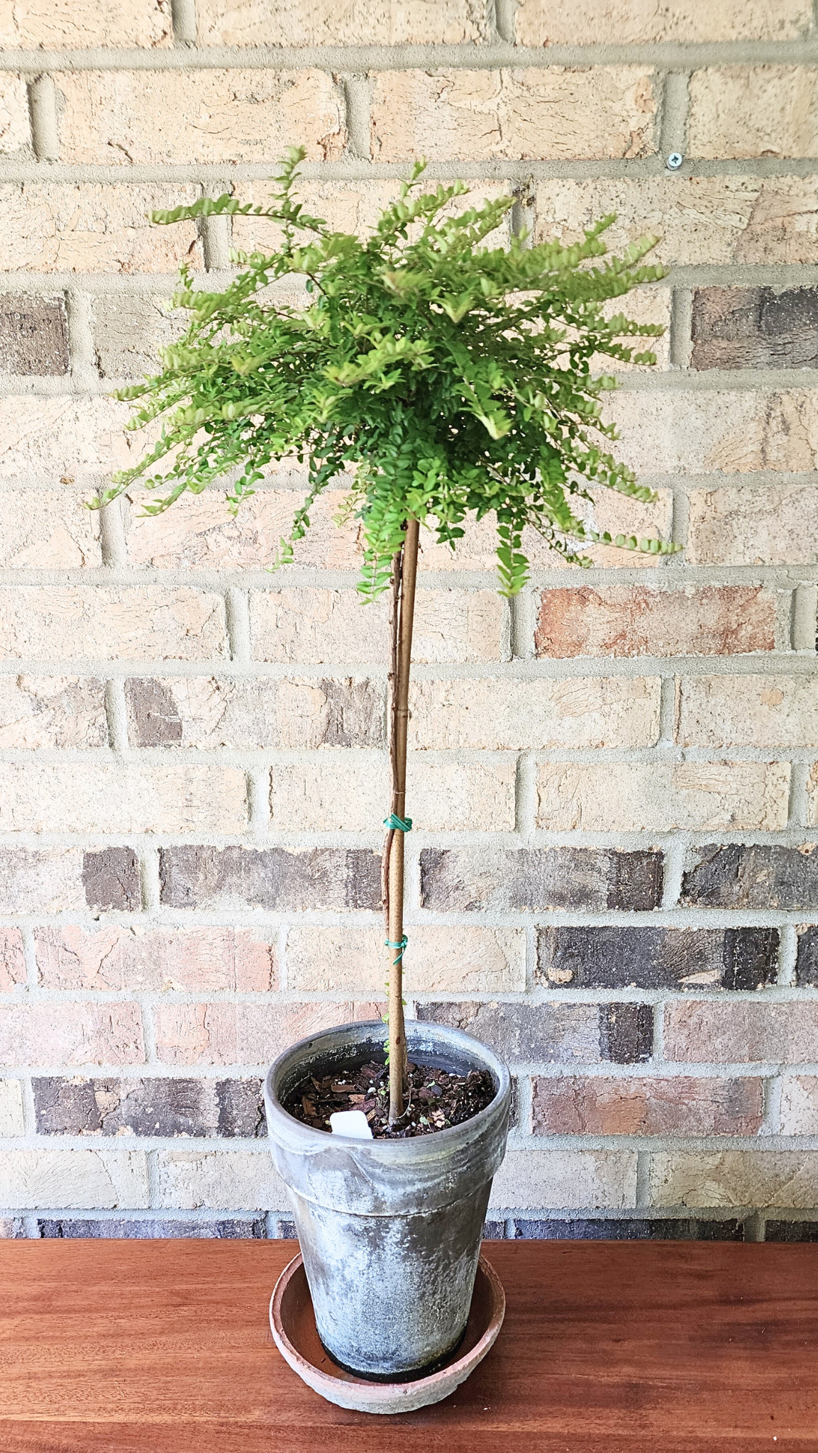 Live Plant Boxwood Honeysuckle Topiary