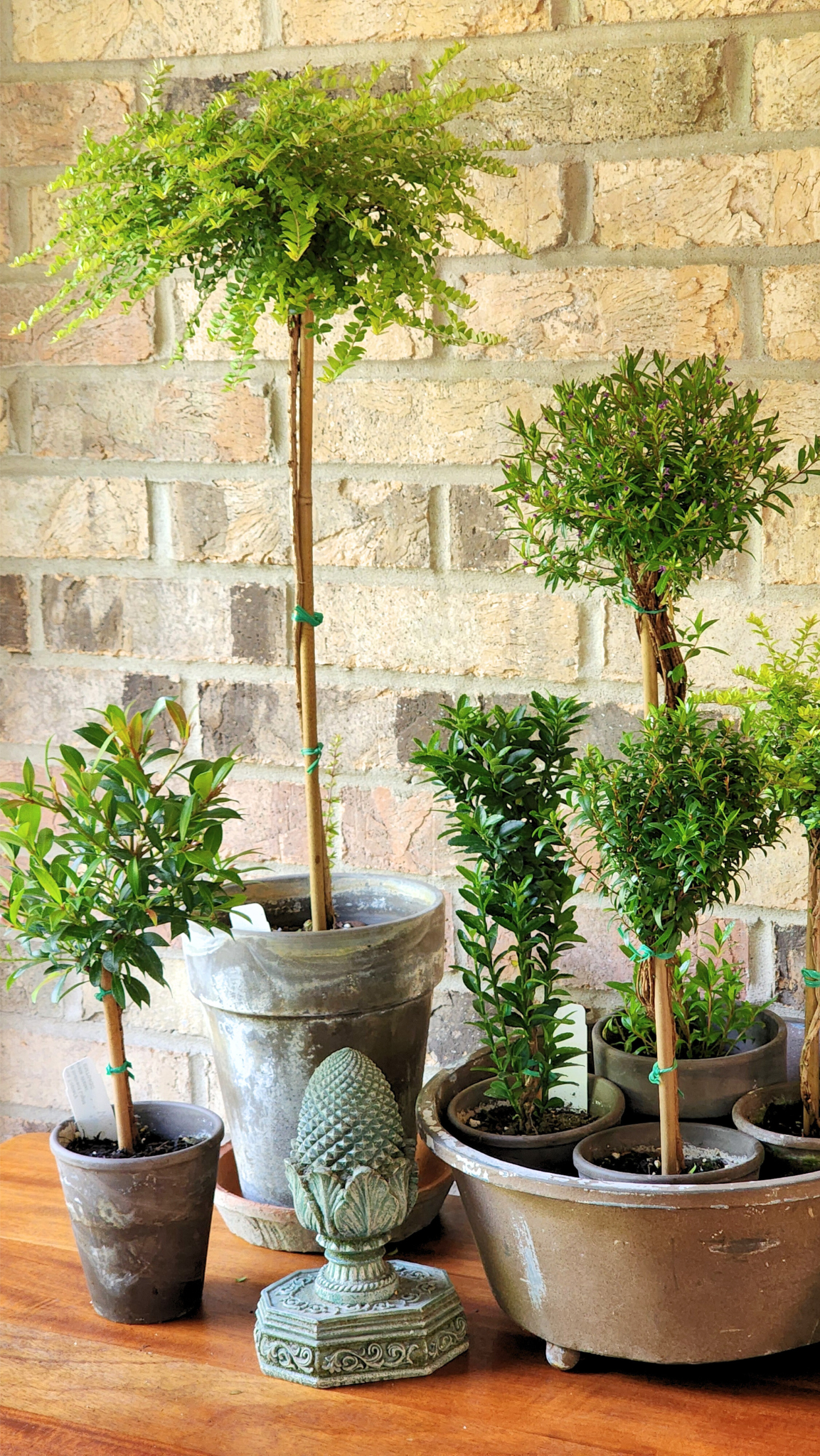 Live Plant Boxwood Honeysuckle Topiary