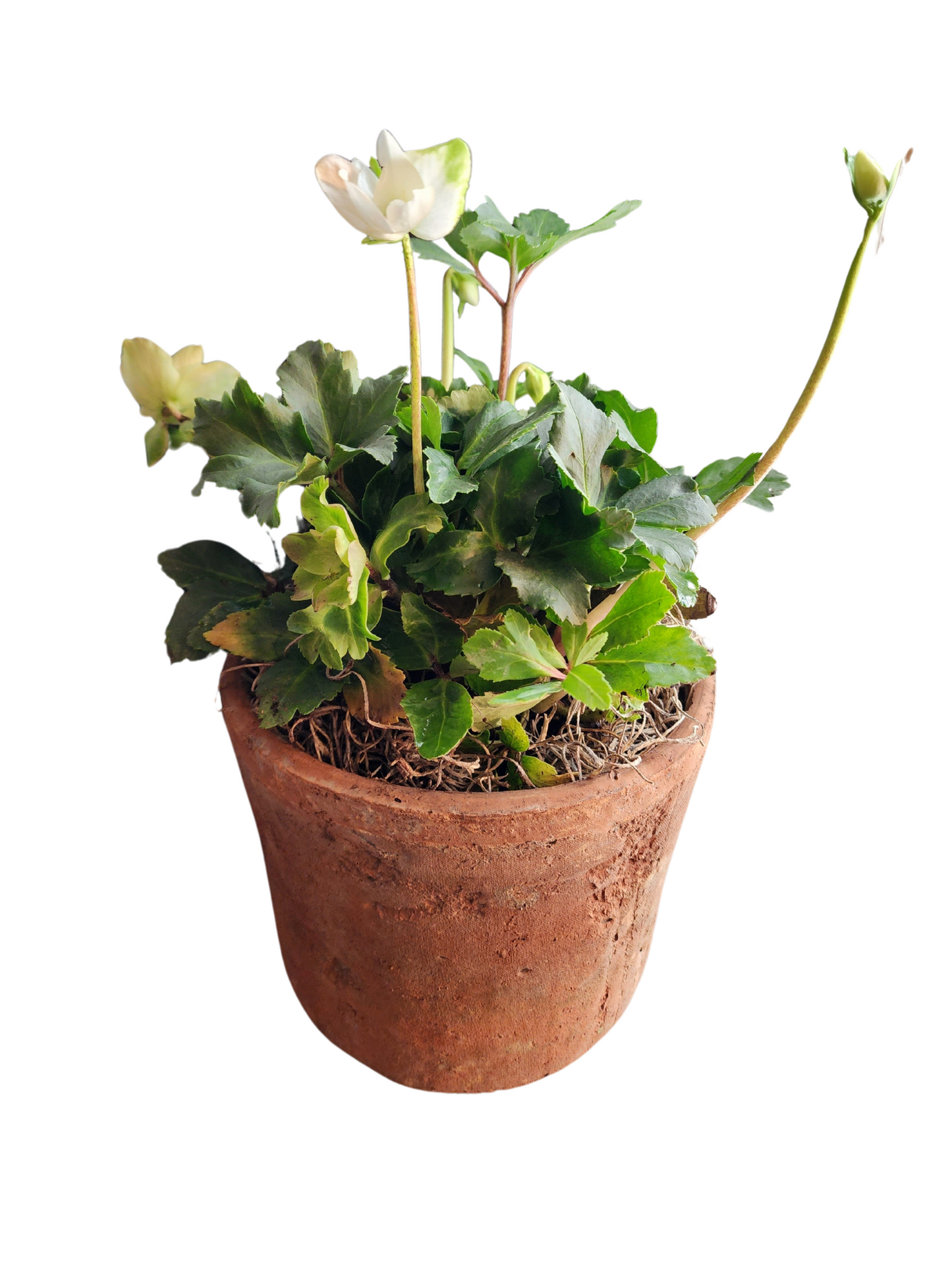 Antique style Terracotta Pot Indoor
