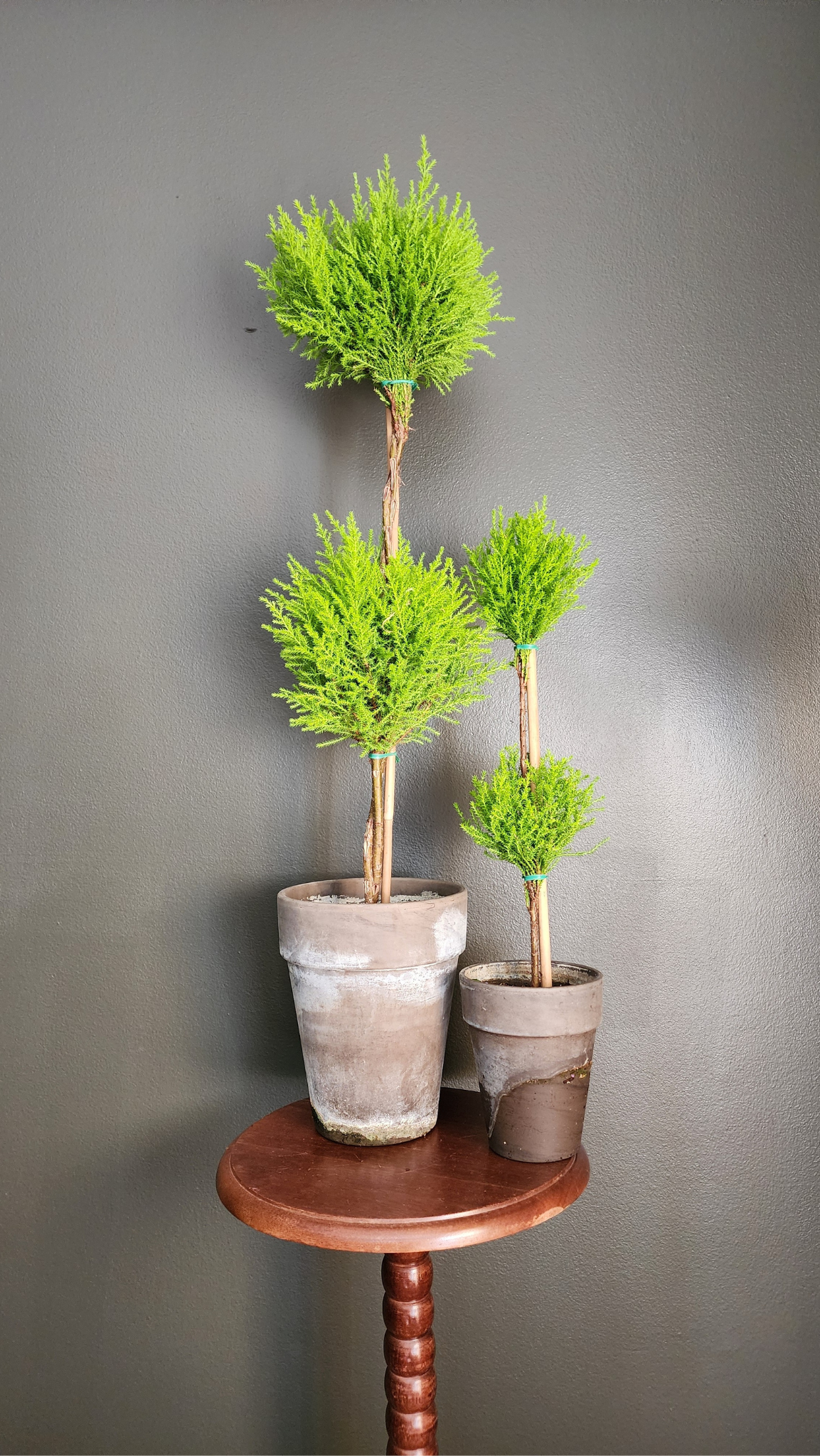 Large Double Ball Topiary Live Lemon Cypress | Holiday gifts | Hostess gift