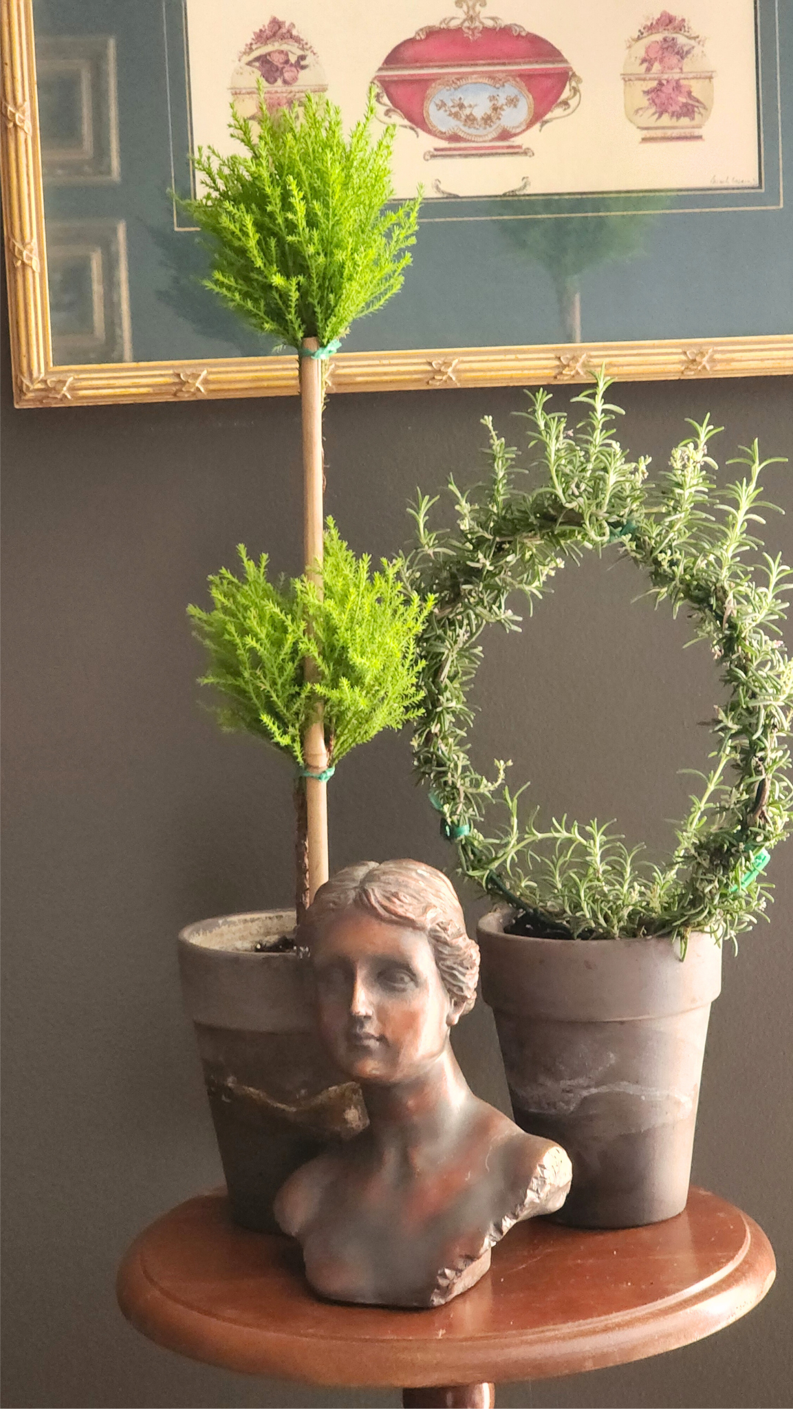 Double Ball Lemon Cypress Topiary | Lemon Cypress Topiary