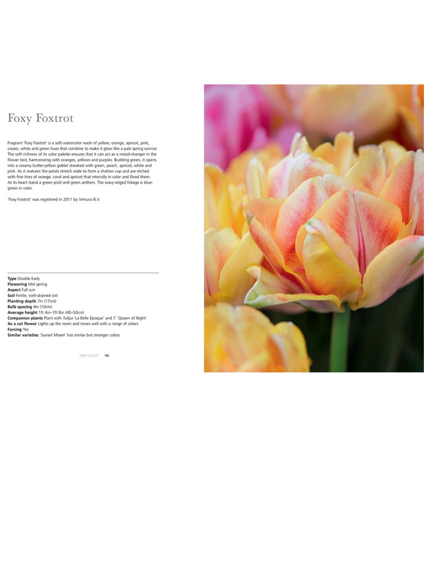 Tulips: Beautiful Varieties For Home and Garden - Hardcover