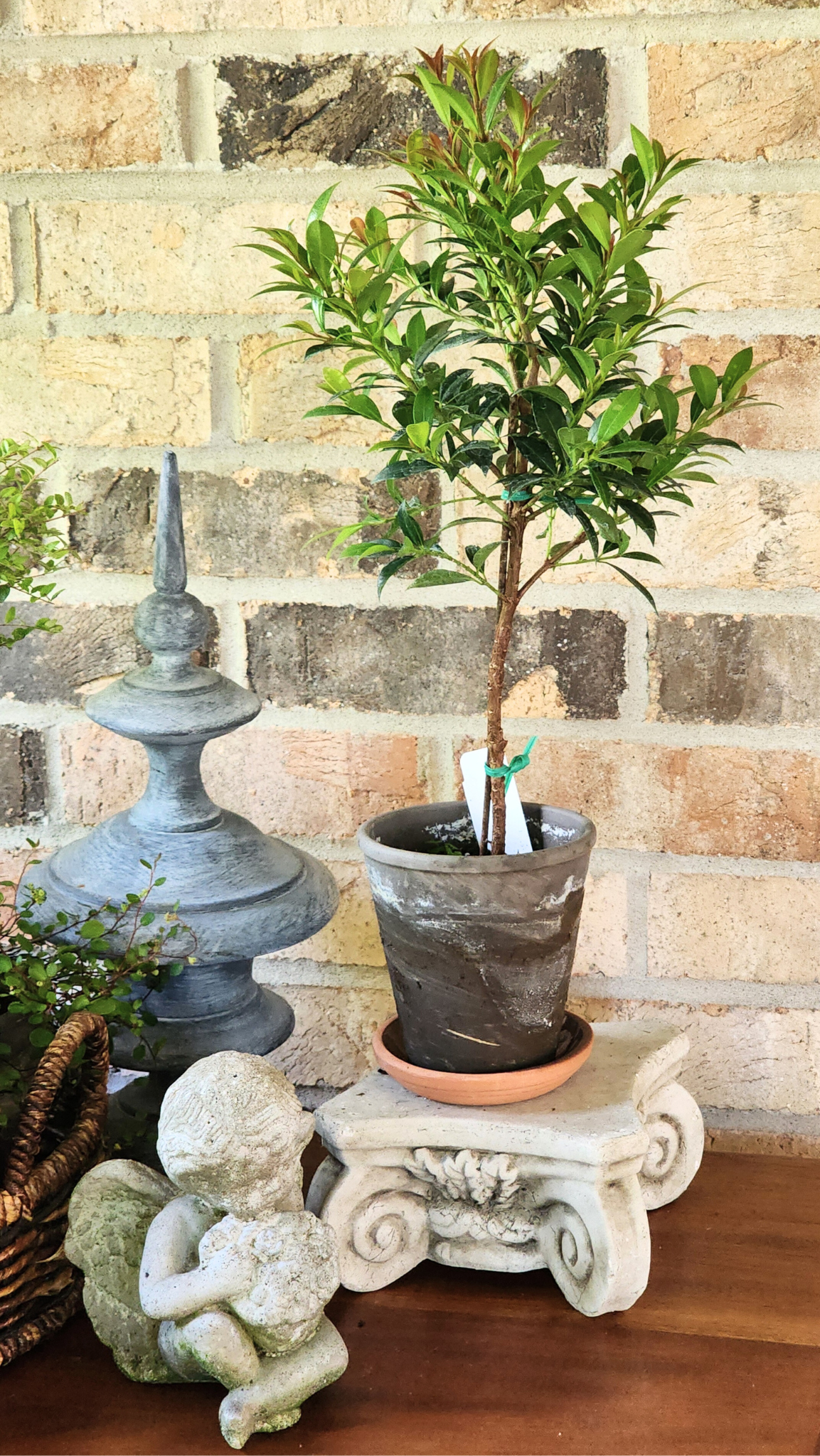 Eugenia Topiary  Live Plant