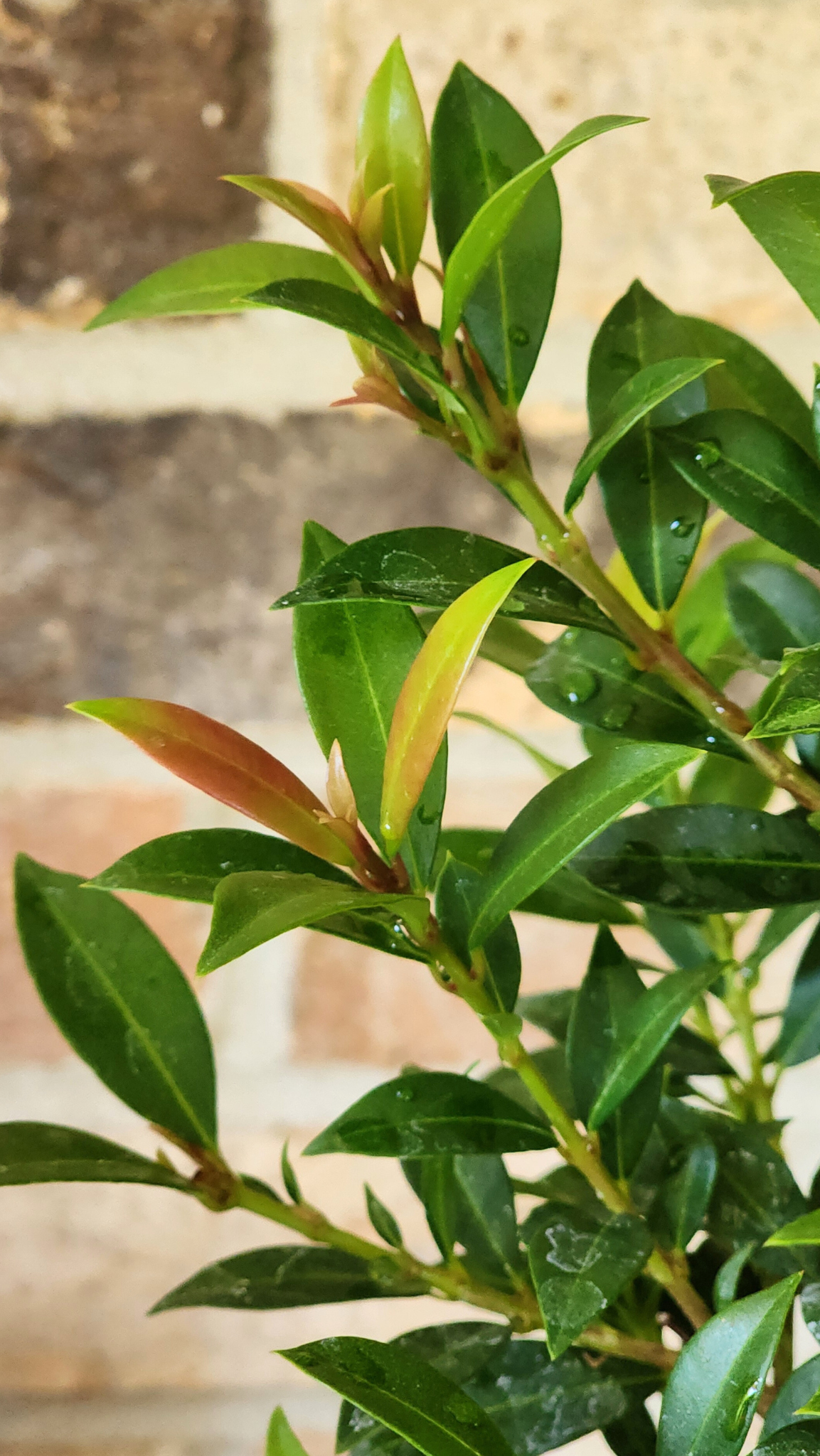 Eugenia Topiary  Live Plant