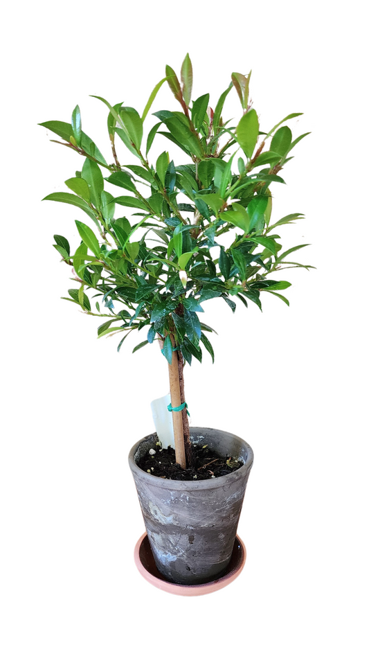 Eugenia Topiary  Live Plant