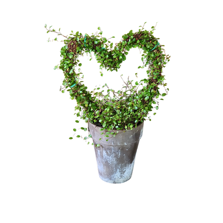 Heart Topiary live angel vine plant- Large Topiary