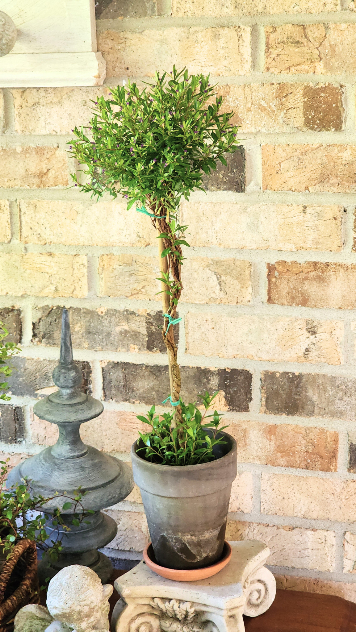 Mexican Purple Heather Live Topiary Plant