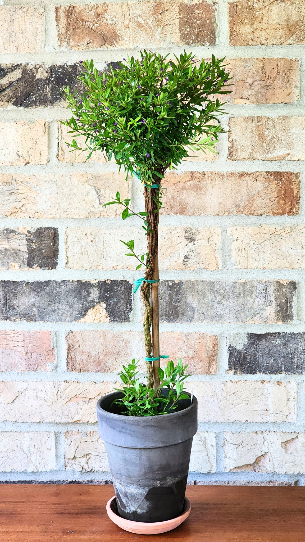 Mexican Purple Heather Live Topiary Plant