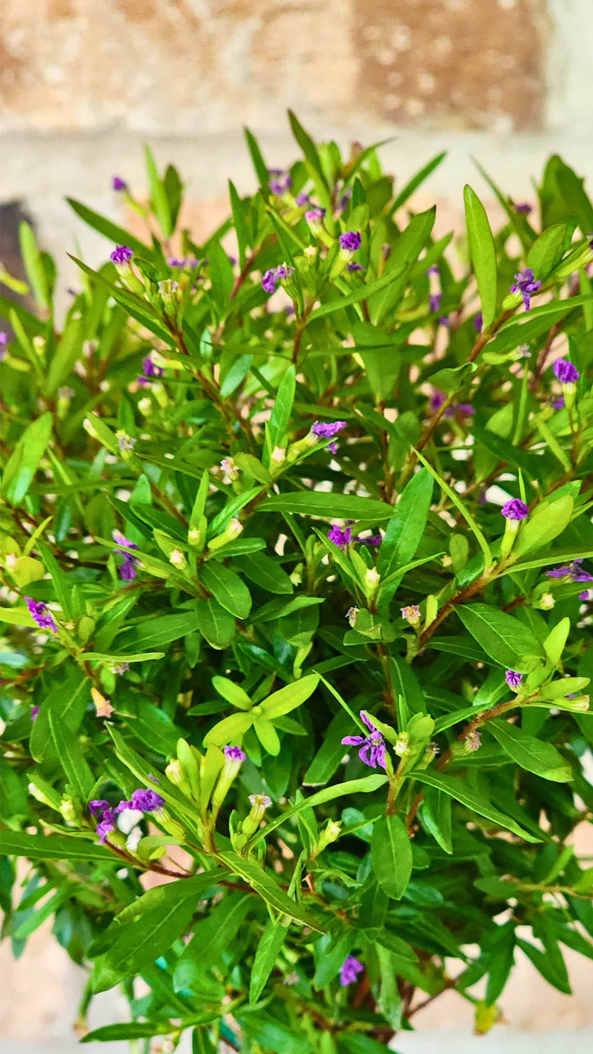 Mexican Purple Heather Live Topiary Plant