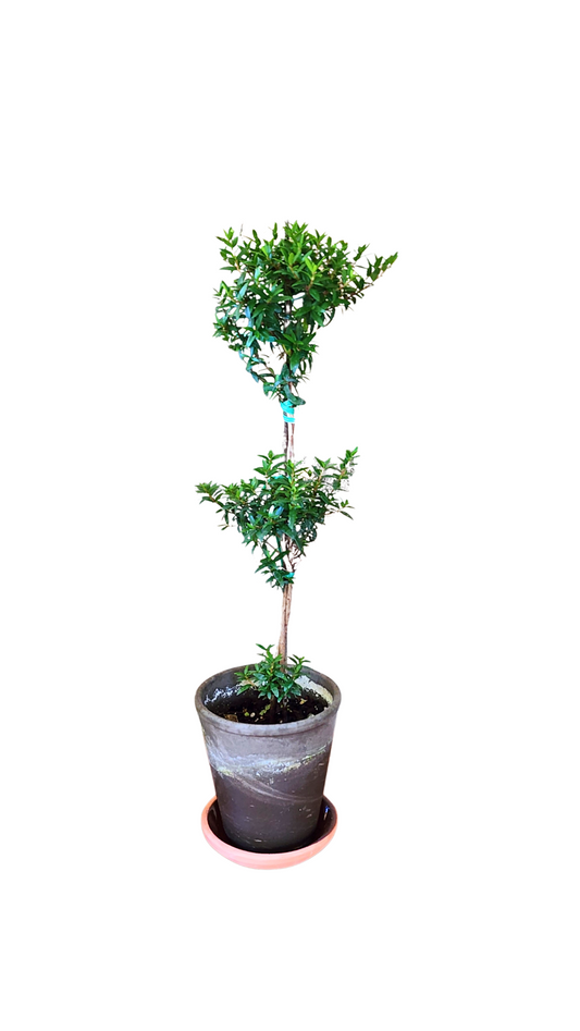 Myrtle Double Ball Topiary