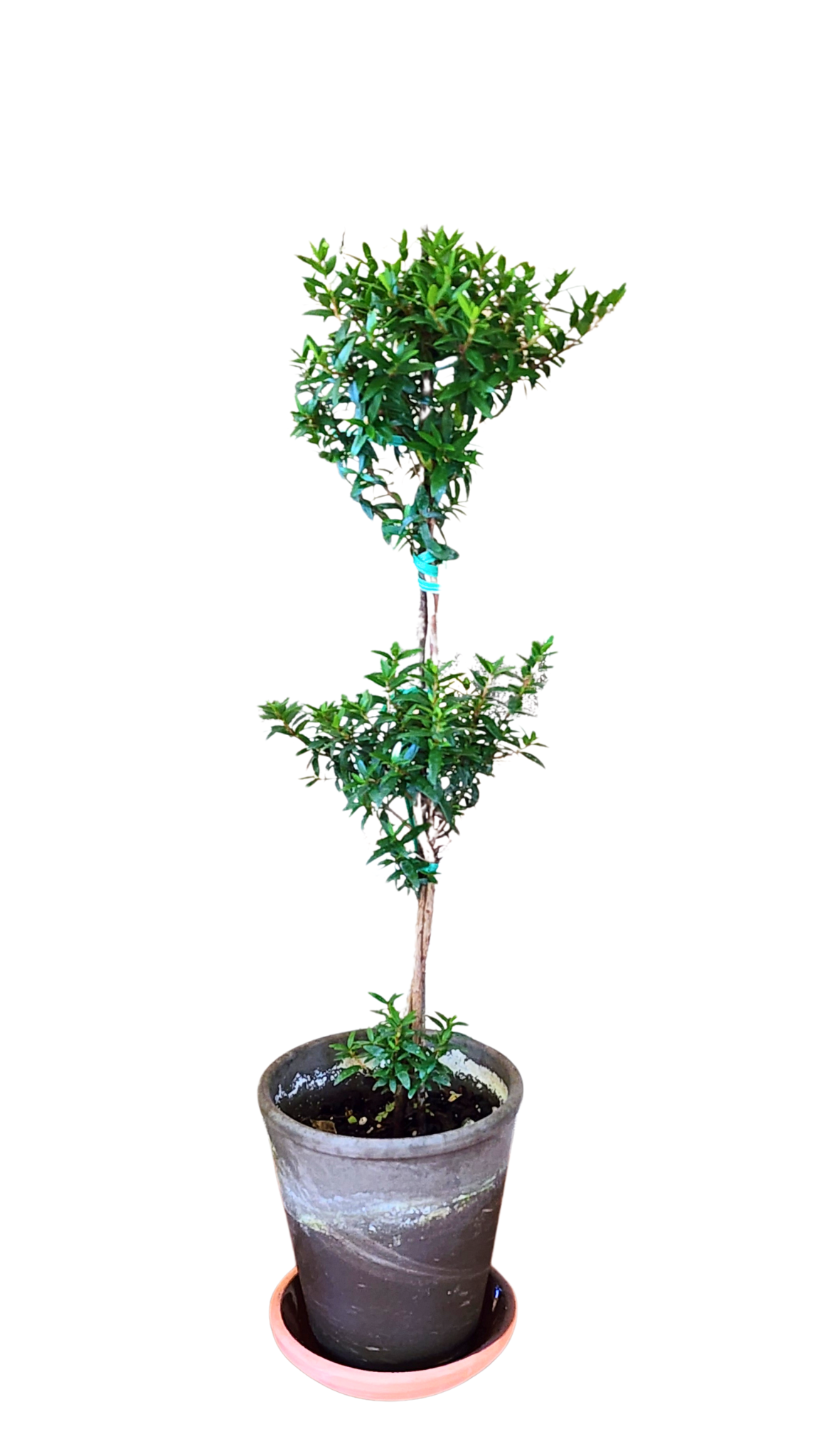 Myrtle Double Ball Topiary