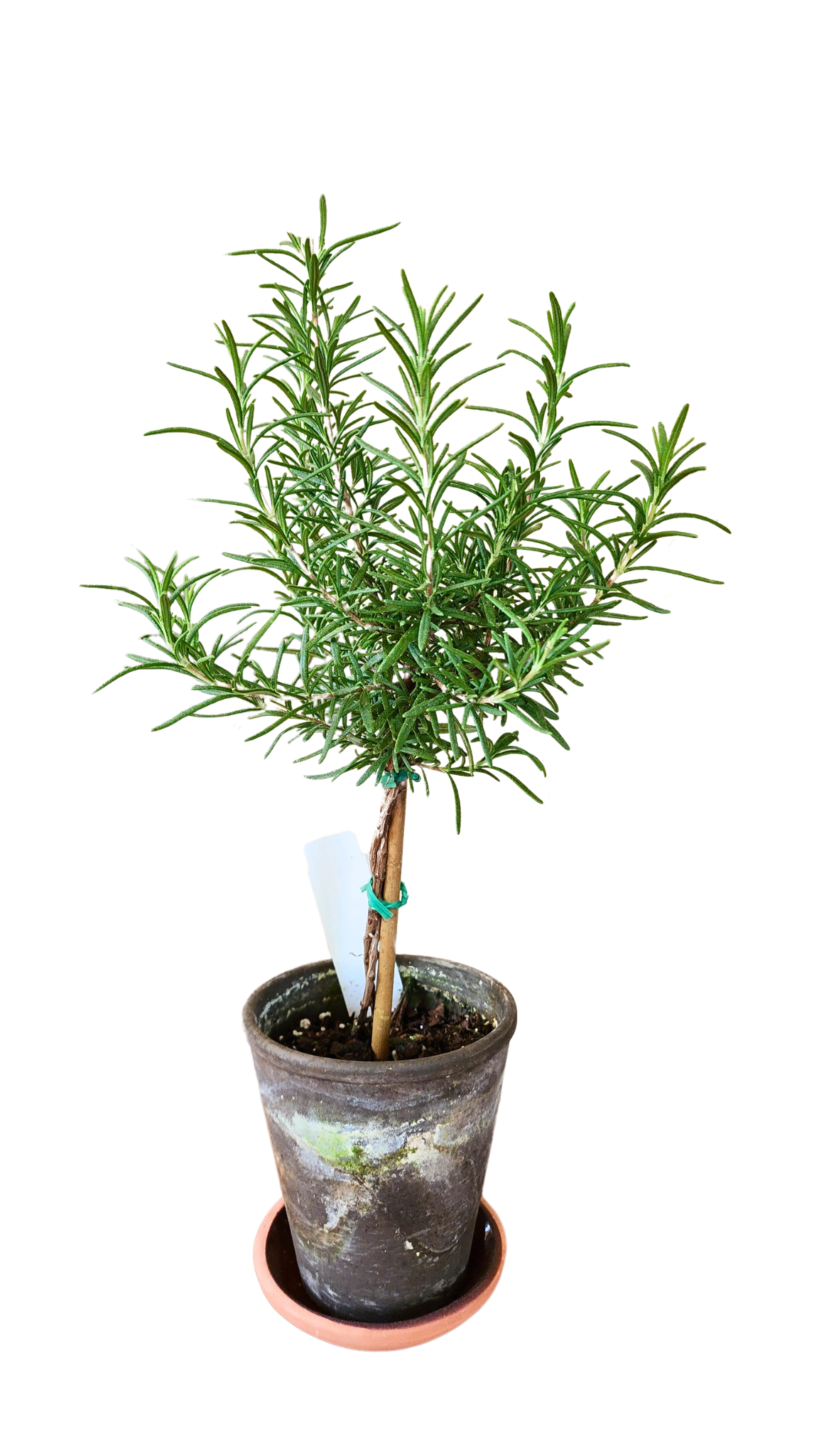 Live Rosemary Topiary Plant