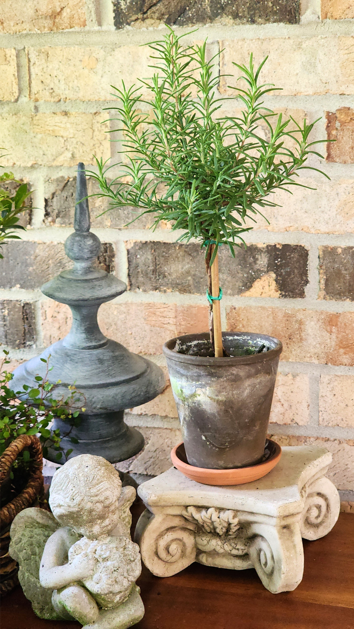 Rosemary topiary