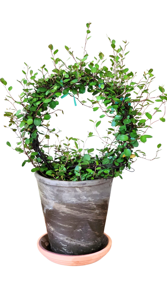 Angel Vine Topiary Muehlenbeckia Ring Topiary