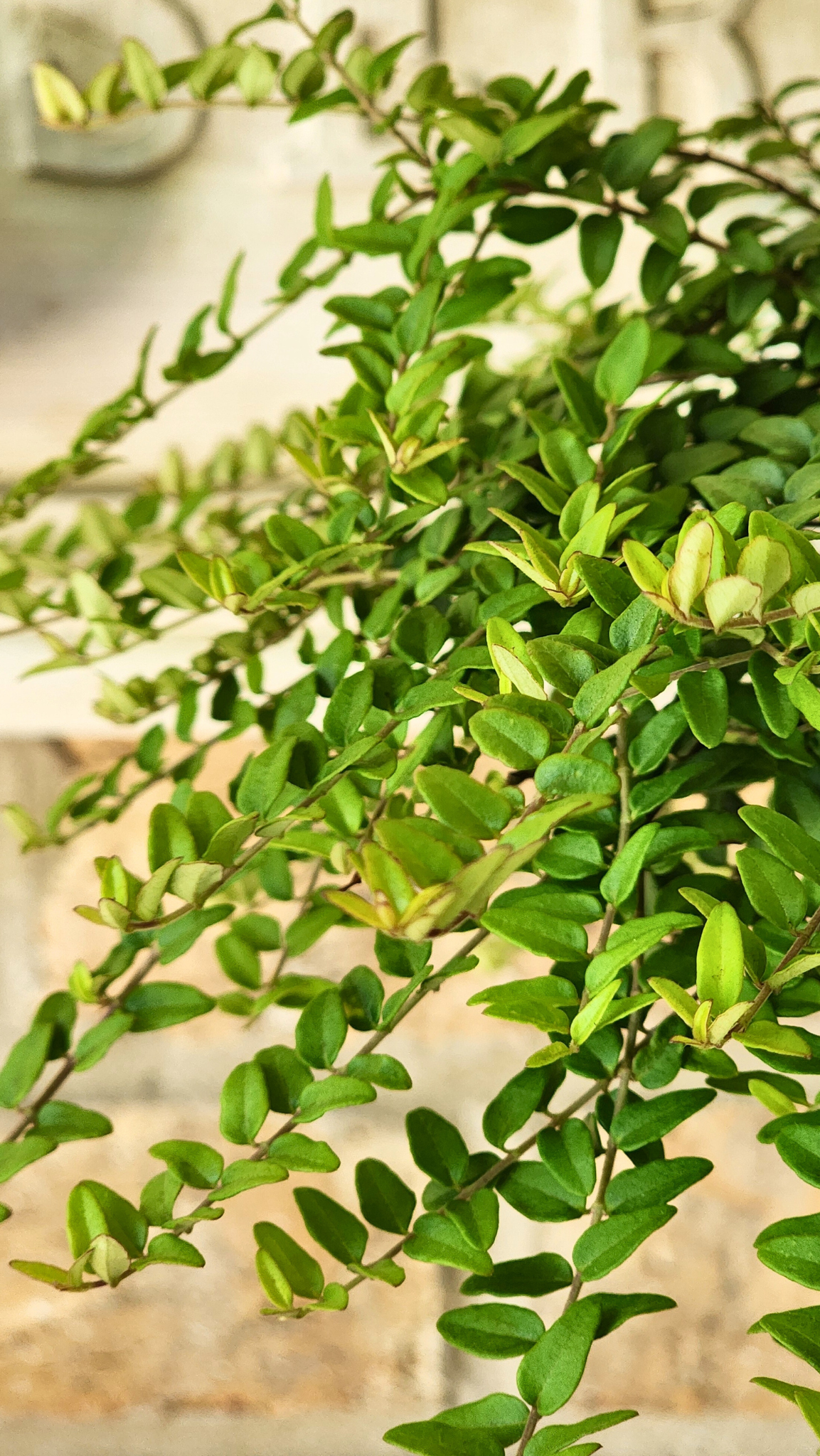 Live Plant Boxwood Honeysuckle Topiary