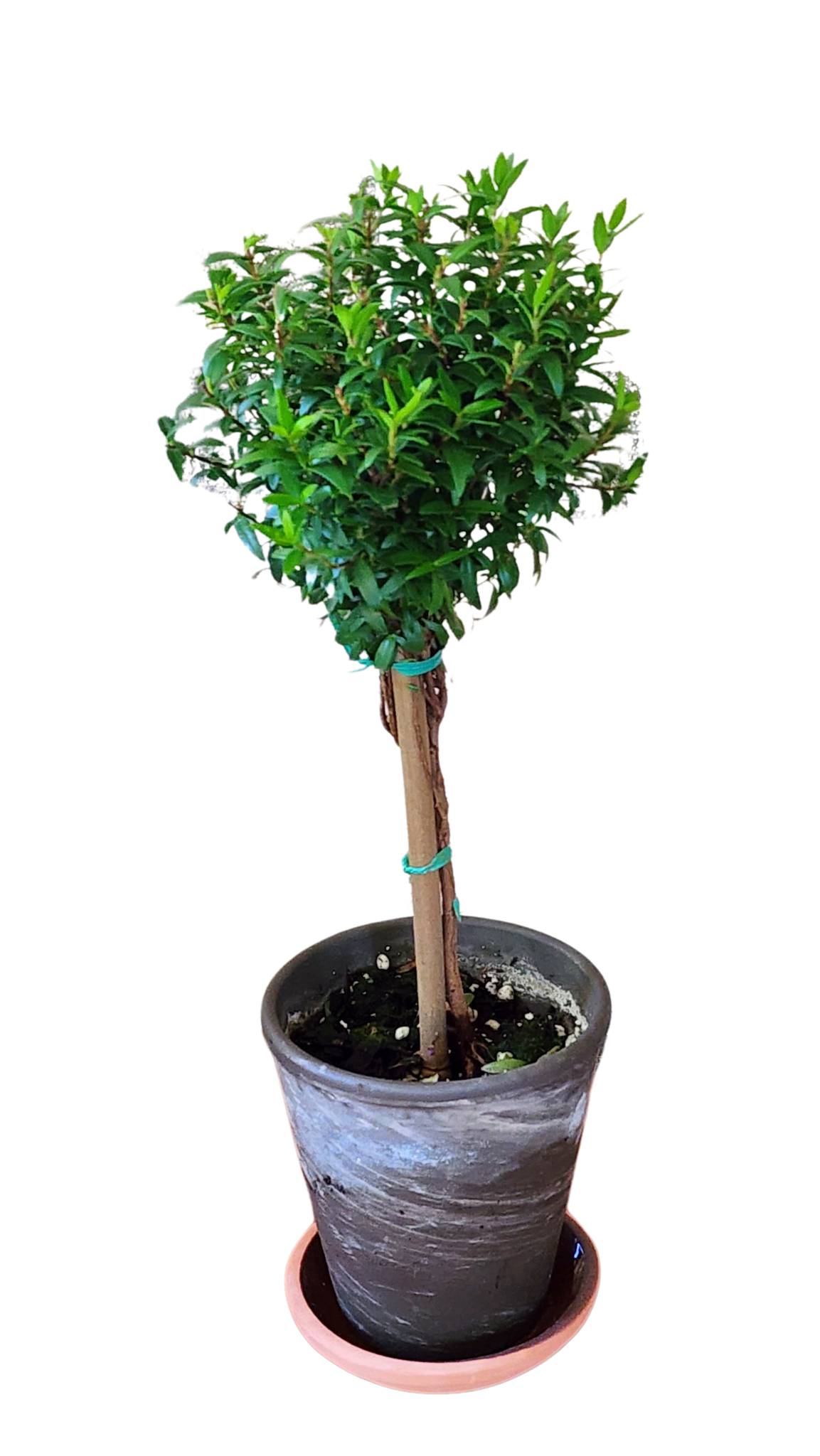 Myrtle Topiary Live plant