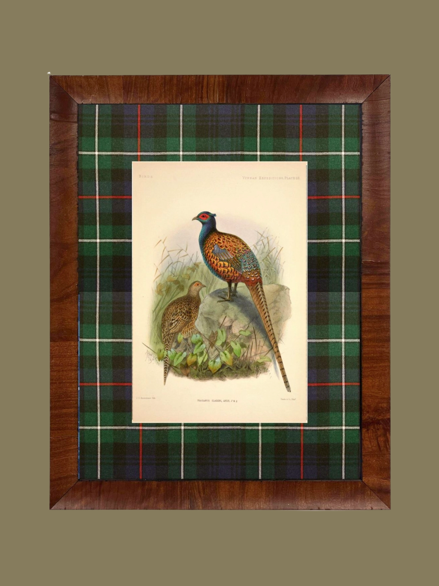Vintage Pheasant Painting Matted in Navy and Green Tartan