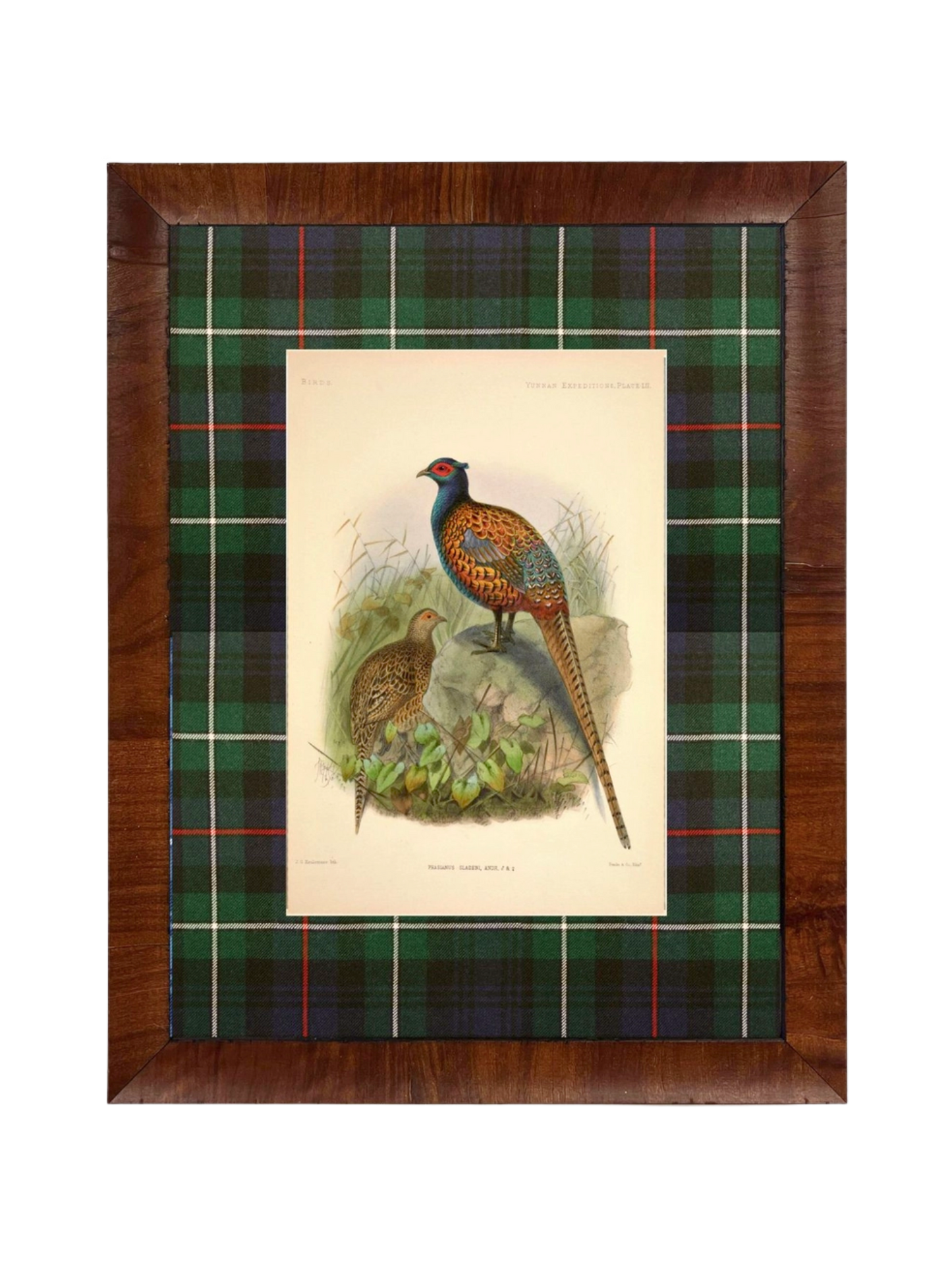 Vintage Pheasant Painting Matted in Navy and Green Tartan