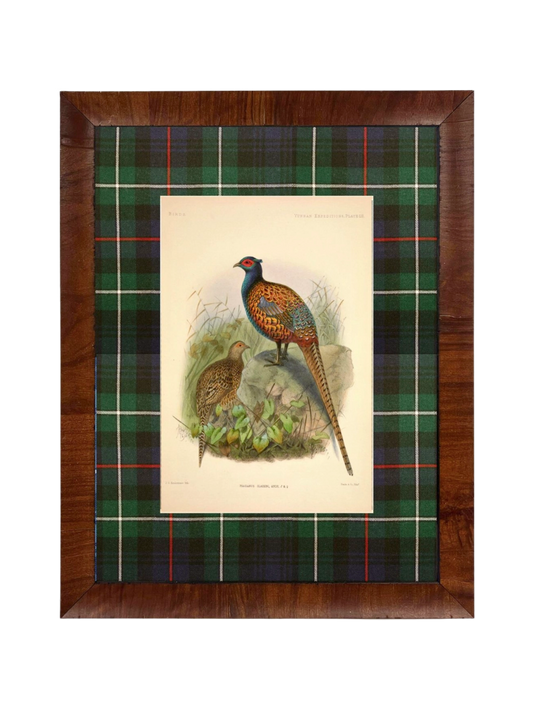 Vintage Pheasant Painting Matted in Navy and Green Tartan