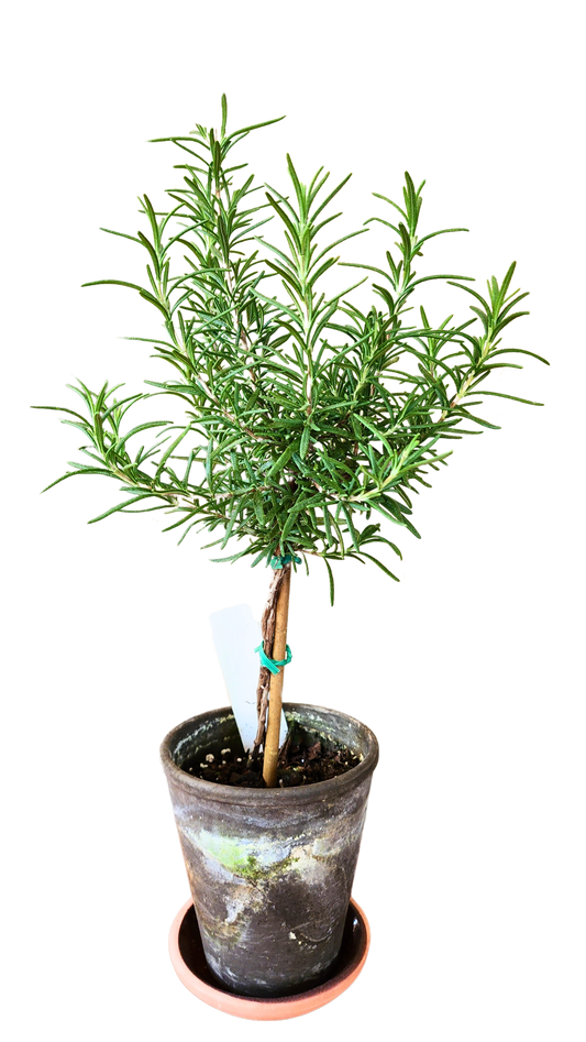 Rosemary Topiary Plant