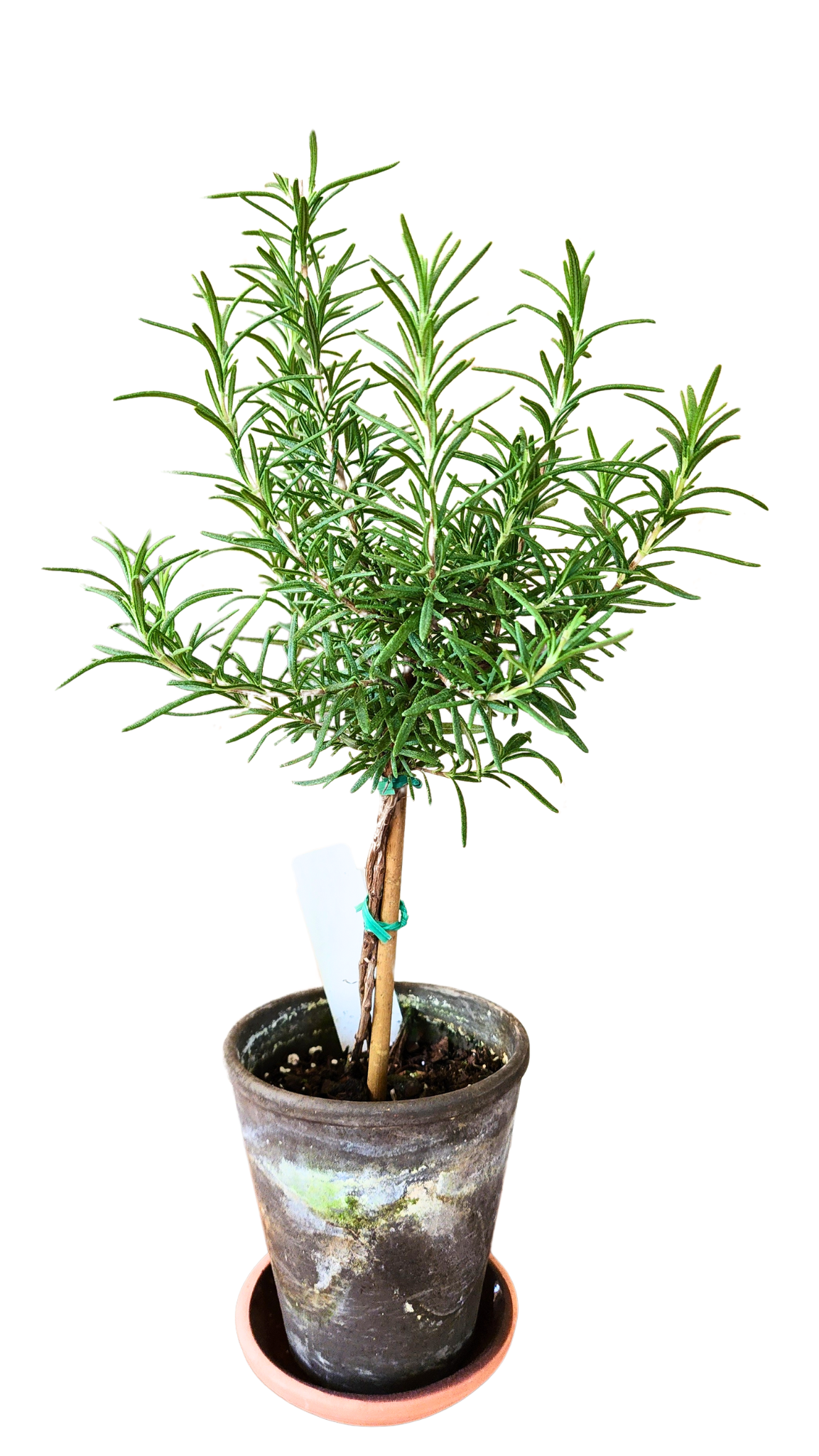 Topiary Rosemary