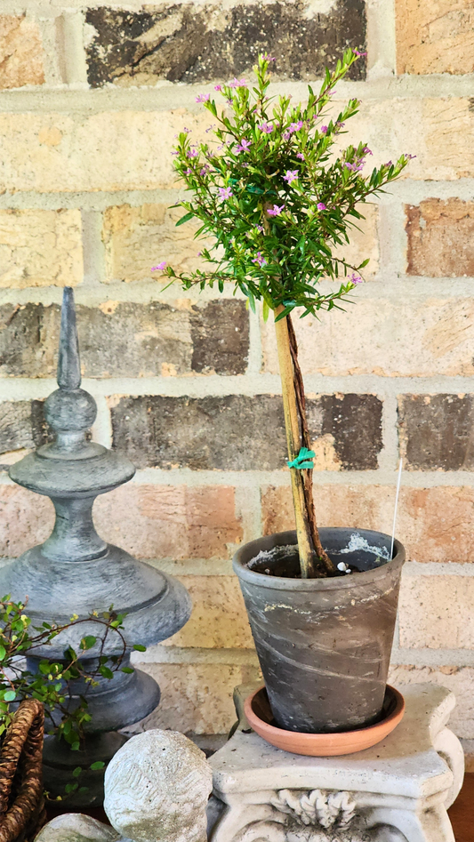 Mexican Purple Heather Live Topiary Plant