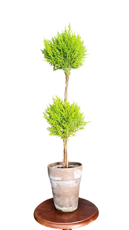 Large Double Ball Topiary Live Lemon Cypress  | Holiday gifts | Hostess gift