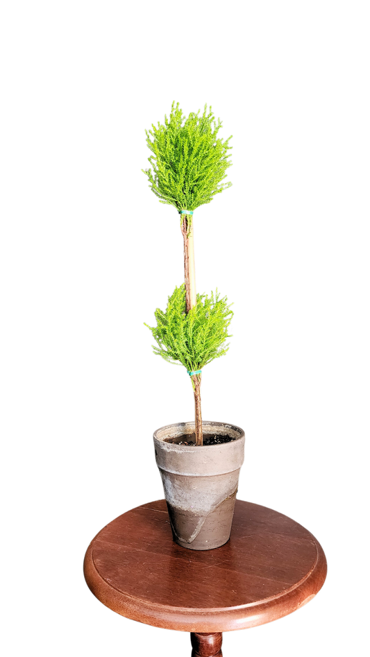 Double Ball Lemon Cypress Topiary | Lemon Cypress Topiary